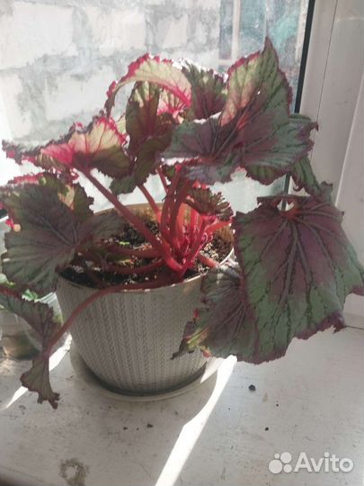 Бегония pink champagne