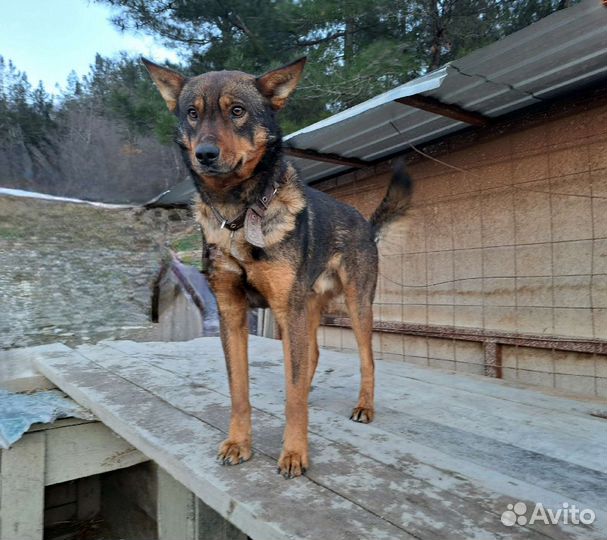 Собака в добрые руки