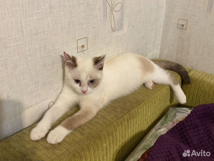 Котенок бесплатно