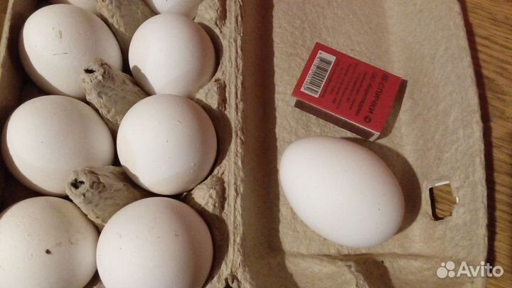 Курица несушка бу