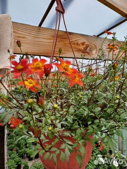 Подвесные кашпо петуния, калебрахоа