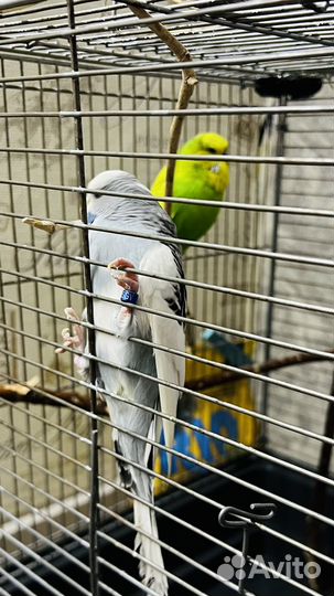 Попугай (получех)