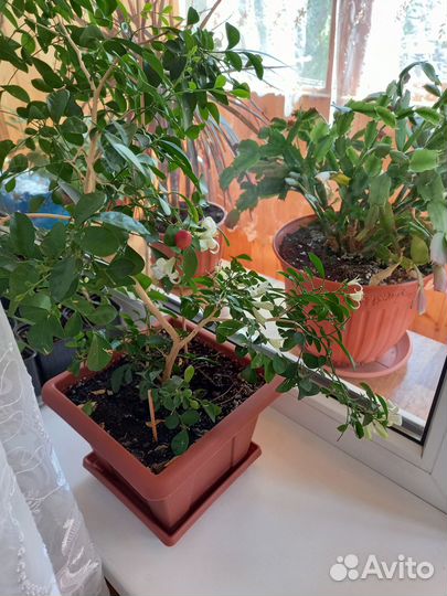 Комнатные растения