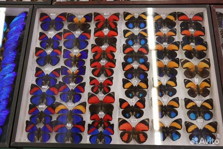 Сбор коллекций бабочек