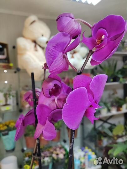 Орхидея фаленопсис