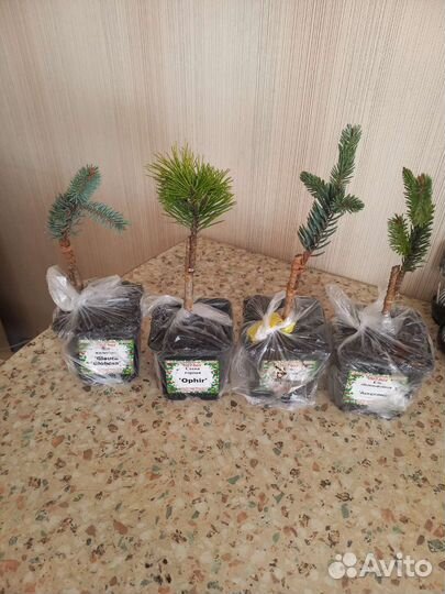 Хвойные растения на штамбе