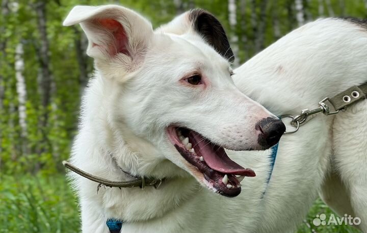 Нежный Кокос скучает в приюте