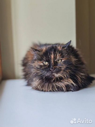 Кошечка в добрые ручки