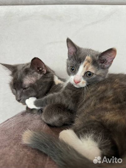 Кошка в дар