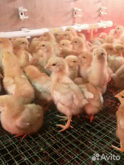 Цыплята, утята, гусята, индюшата