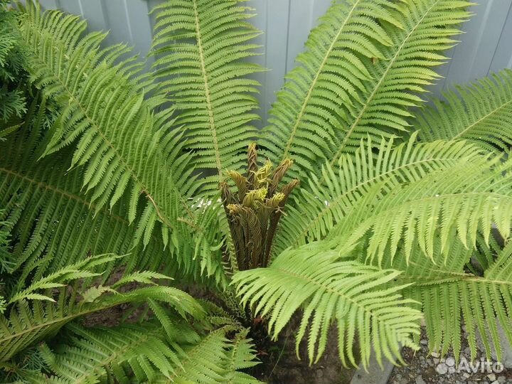 Папортник садовый