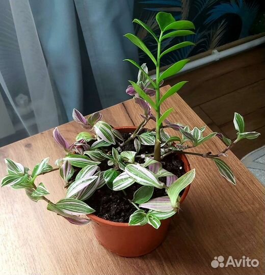 Замиокулькас, традесканция