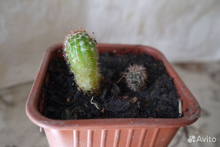 Кактус эхинопсис