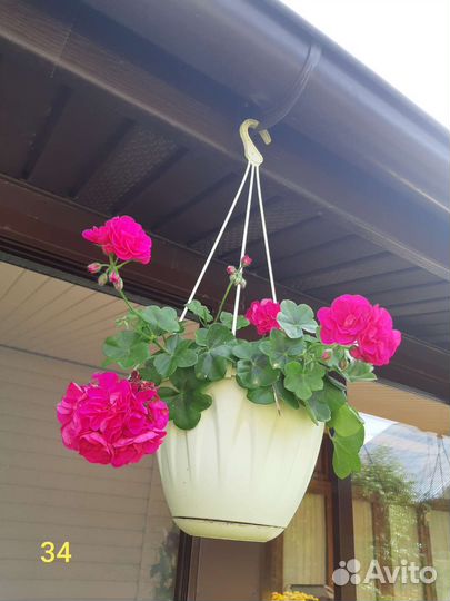 Пеларгония герань