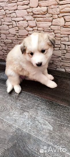 Щенки восточно сибирской лайки