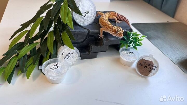 Кальций для рептилий без Д3