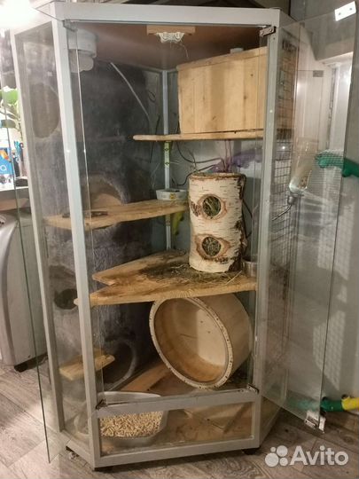 Шиншилла мальчик с клеткой