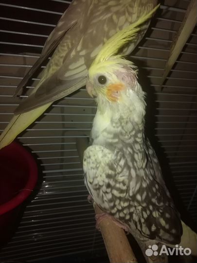 Птенцы Кореллы