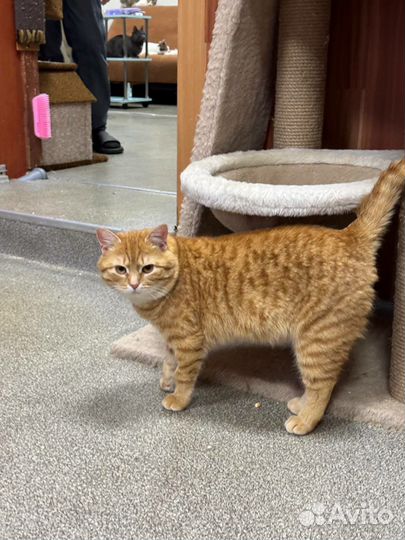 Кот в добрые руки