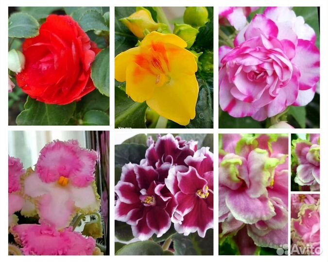 Цветы. цветы. цветы