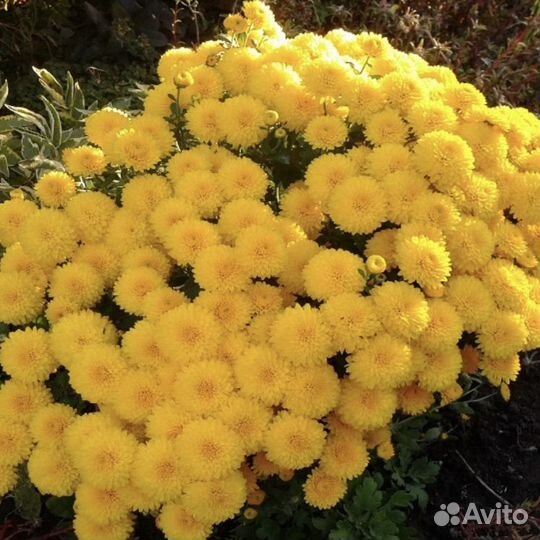 Хризантемы мультифлора