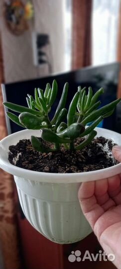 Крассула хоббит