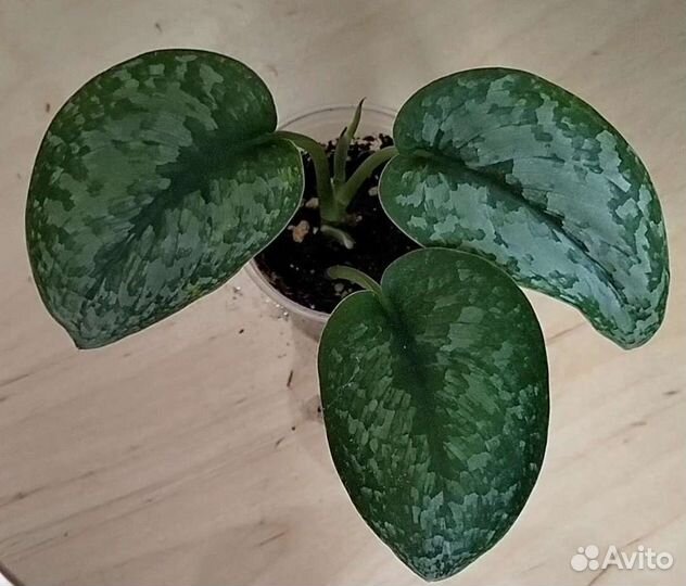 Сциндапсусы сортовые