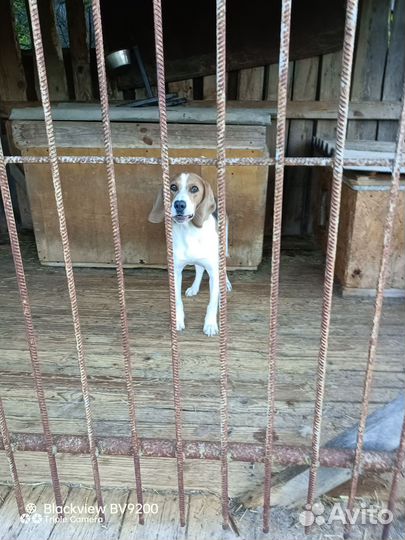 Эстонская гончая