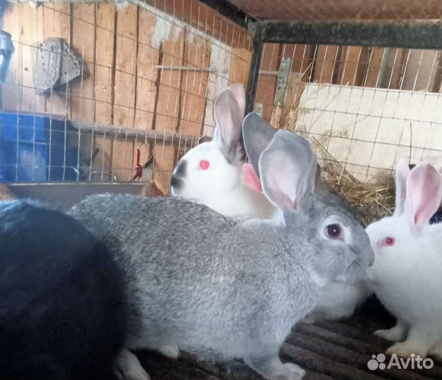 Кролики молодняк много