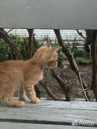 Котенок в добрые руки