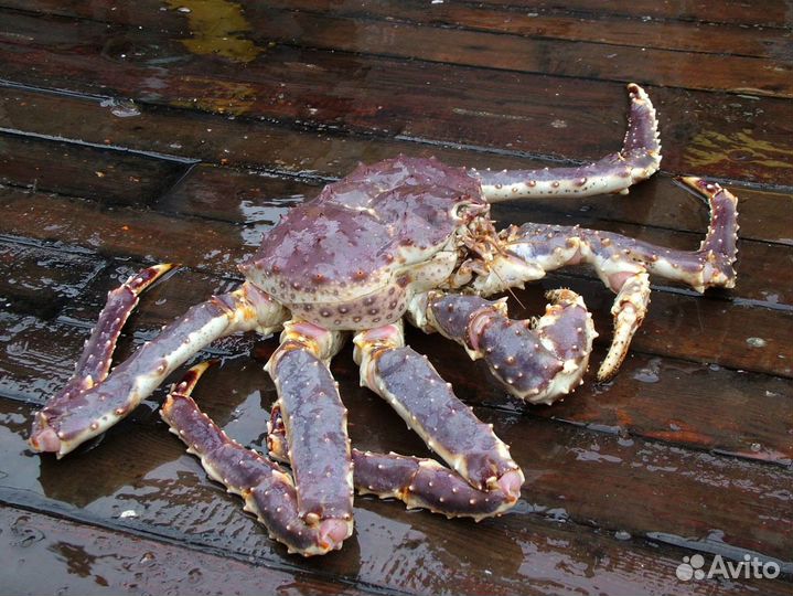 Краб камчатский от