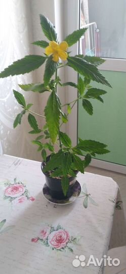 Комнатные цветы. Тёрнера