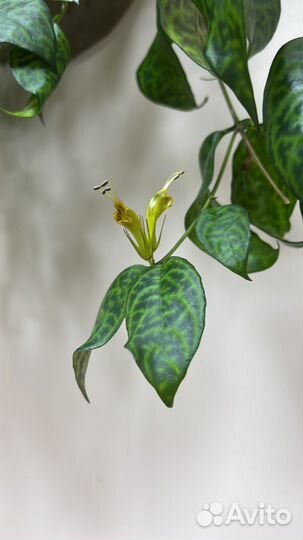 Эсхинантус мраморный marmoratus