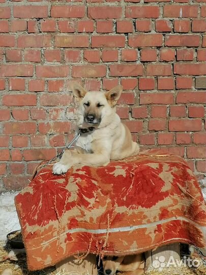 Щенки стерилизованные