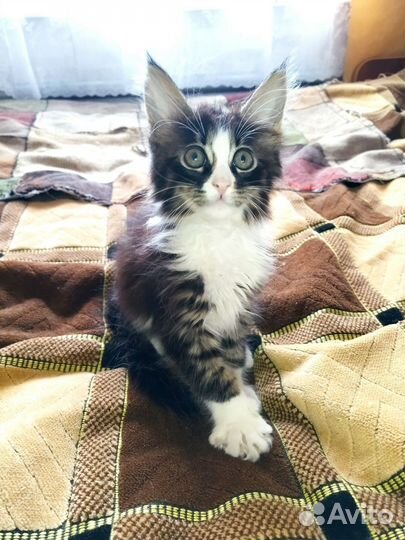 Котята мейн-кун