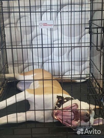 Американский стаффордширский терьер