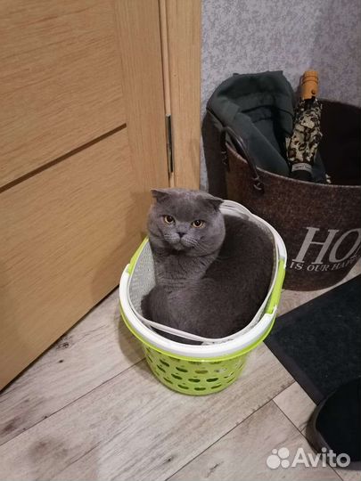 Кот Михаил ищет подругу