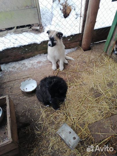 Щенки мальчики в добрые руки