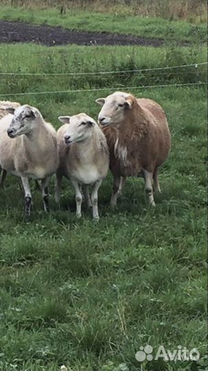 Катумские овцы,ярки, овцематки