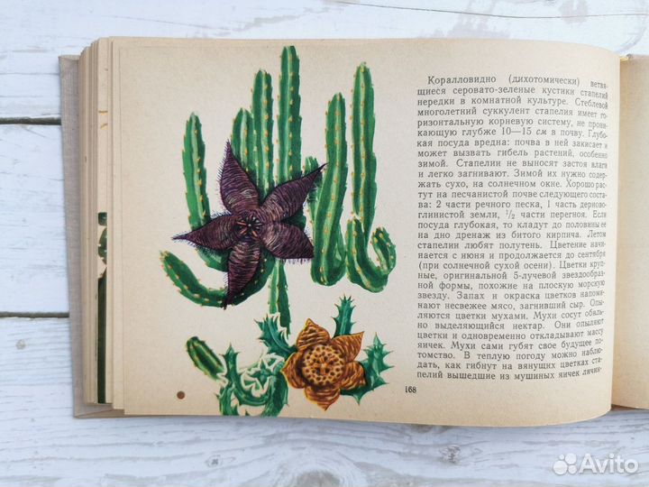 Акварельные иллюстрации комнатных растений в книге