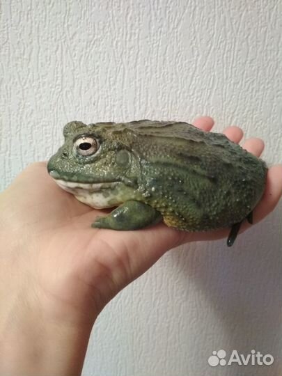 Лягушка водонос