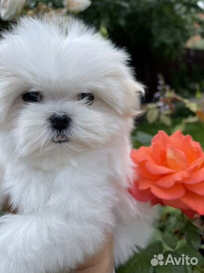 Мальтезе микро