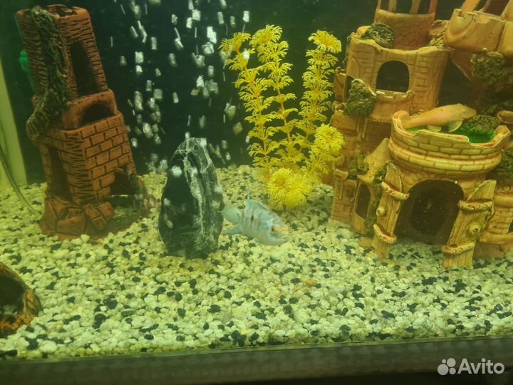 Рыбки, сальвини,северум, блю демпси