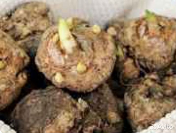 Каллы, луковицы