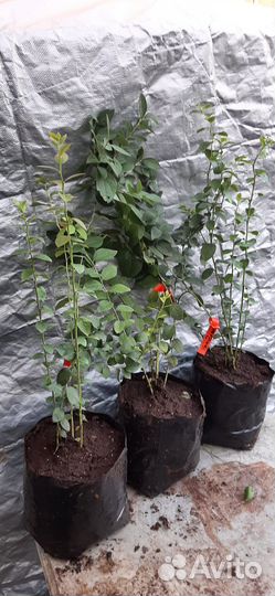 Саженцы голубики