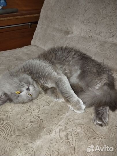 Брутальный кот