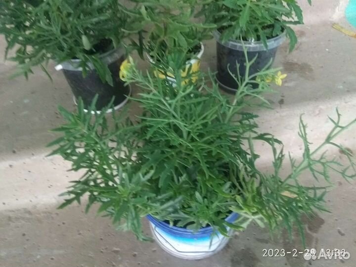 Платицериум-оленьи рога