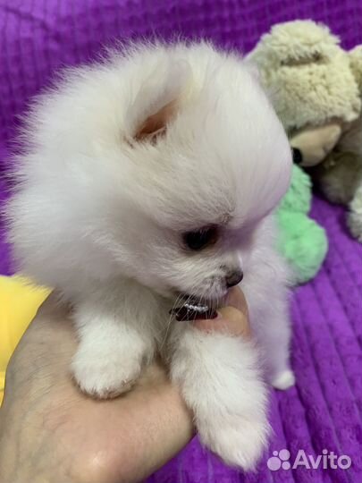 Щенки шпица