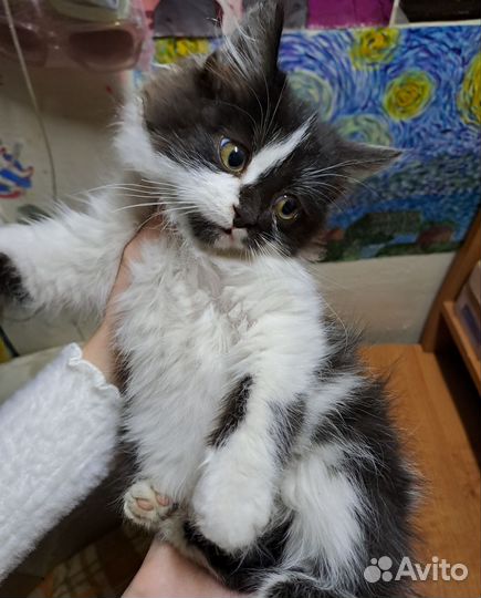 Котёнок в добрые руки
