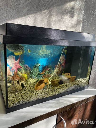 Аквариум со всем содержимым